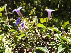 Ipomoea lindenii