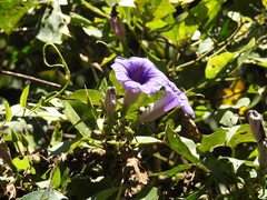 Ipomoea lindenii