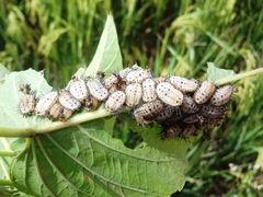 Aspidimorpha miliaris