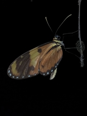 Mechanitis lysimnia macrinus