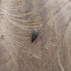 Placosternus crinicornis