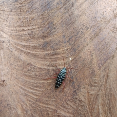 Placosternus crinicornis