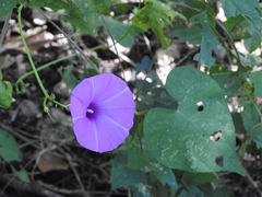 Ipomoea splendor-sylvae