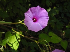 Ipomoea splendor-sylvae