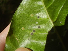 Epelidochiton piperis