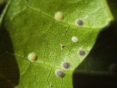 Epelidochiton piperis