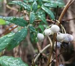 Boquila trifoliolata