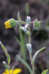 Layia gaillardioides