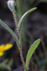 Layia gaillardioides