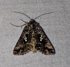 Syngrapha rectangula