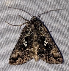 Syngrapha rectangula