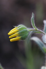 Layia gaillardioides
