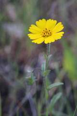 Layia gaillardioides
