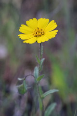 Layia gaillardioides