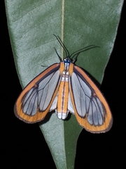 Hyalurga urioides