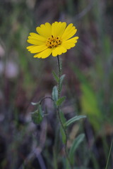 Layia gaillardioides