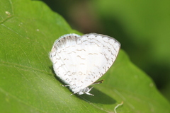 Spalgis lemolea lemolea