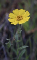 Layia gaillardioides