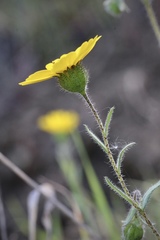 Layia gaillardioides
