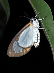 Hyalurga urioides