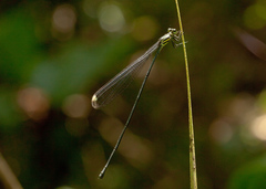 Mecistogaster modesta