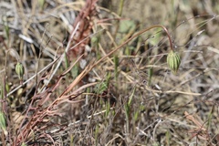 Microseris douglasii douglasii