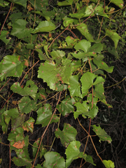 Vitis monticola