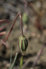 Microseris douglasii douglasii