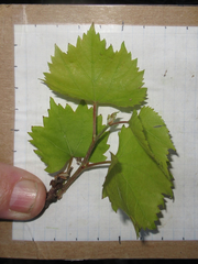 Vitis monticola