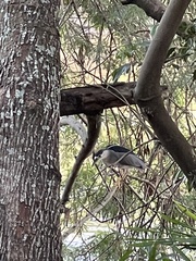 Nycticorax nycticorax