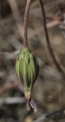 Microseris douglasii douglasii