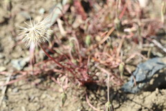Microseris douglasii douglasii