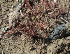 Microseris douglasii douglasii