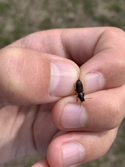 Anisodactylus sanctaecrucis