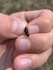 Anisodactylus sanctaecrucis