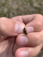 Anisodactylus sanctaecrucis