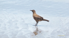 Cinclodes taczanowskii