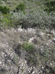 Yucca reverchonii