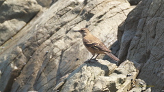 Cinclodes taczanowskii