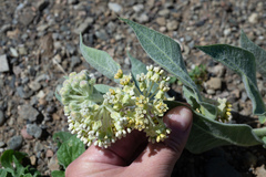 Asclepias vestita