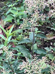 Archibaccharis serratifolia