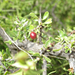 Condalia viridis - Photo (c) Chuck Sexton, algunos derechos reservados (CC BY-NC), subido por Chuck Sexton