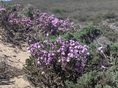 Linanthus californicus