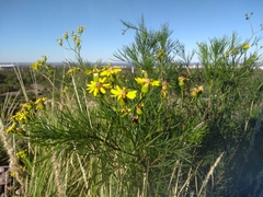 Senecio subulatus