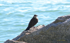 Cinclodes nigrofumosus