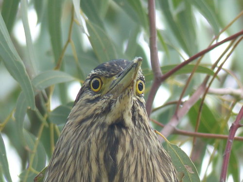 Nankeen Night Heron