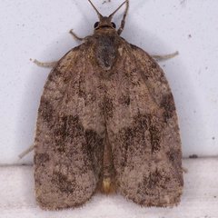 Choristoneura conflictana