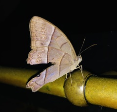 Taygetis thamyra