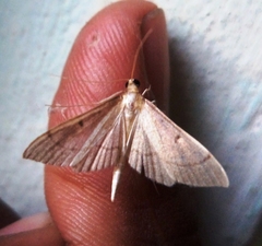 Bradina admixtalis