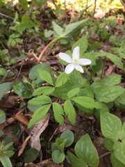 Anemonoides quinquefolia